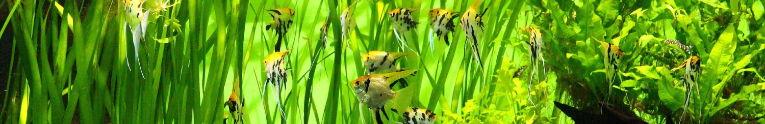 lehtikaloja akvaariossa