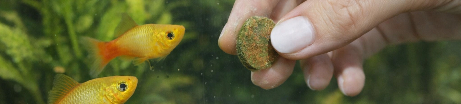 bannerikuva kalojen tablettiruoasta