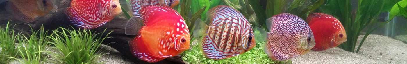 käänteisosmoosilaite-banneri kuvassa kiekkokaloja