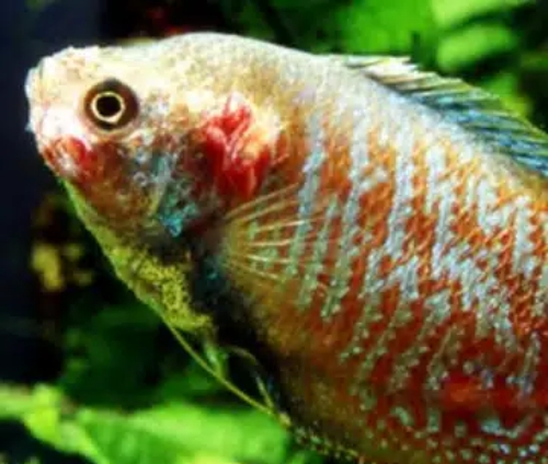 modulaarinen sisäsuodatin - kuva