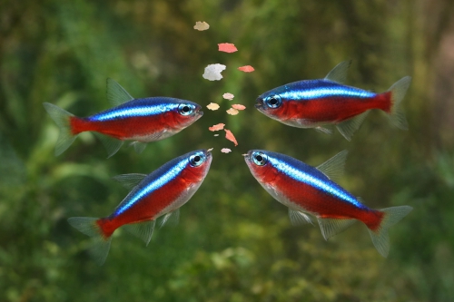 Kardinaalitetrat syomassa