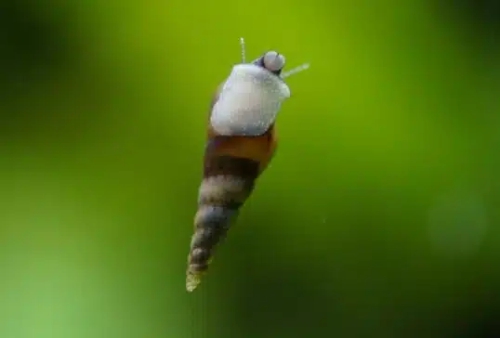 Kierteissarvikotelon kuva