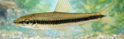 Leväbarbi Crossocheilus oblongus