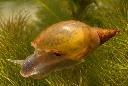 modulaarinen sisäsuodatin - kuva