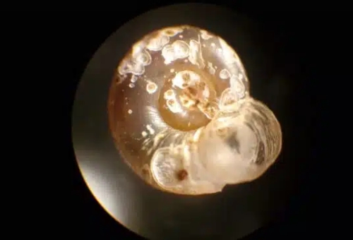 Postitorvikotelon kuva