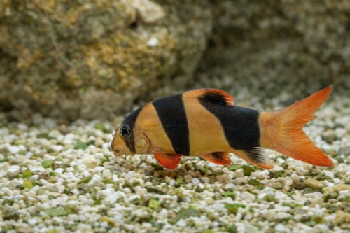 Tiikerinuoliaisen kuva