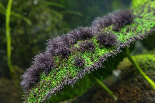 tupsulevää akvaariokasvilla