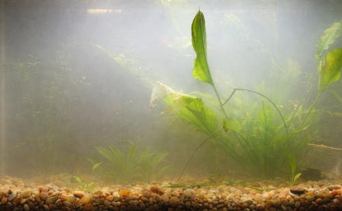 Akvaarion vedensamennus kuva