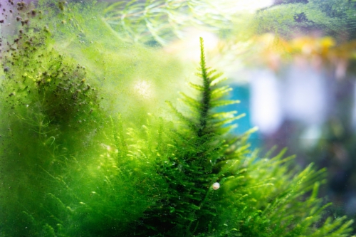 vihreä kalvolevä eli pölylevä 