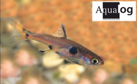 Kääpiörasbora boraras maculatus