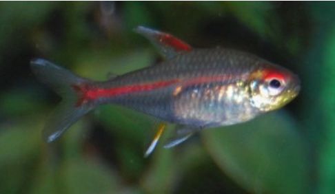 Rubiinitetra hemigrammus erythrozonus