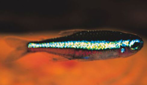 Sinineontetra  Paracheirodon simulans