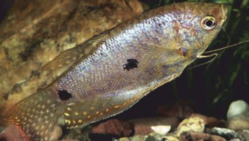 Sinirihmakala Trichopodus trichopterus