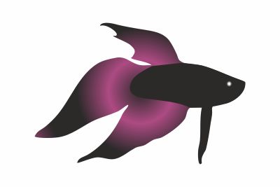 Taistelukala black orchid