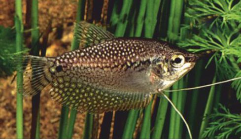 Helmirihmakala (Trichopodus leerii)