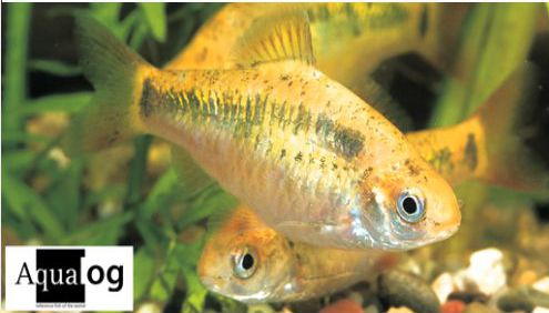 Keltabarbi (Barbodes semifasciolatus)