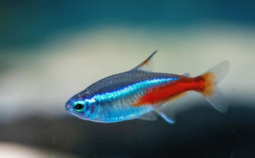 Neontetra kuva