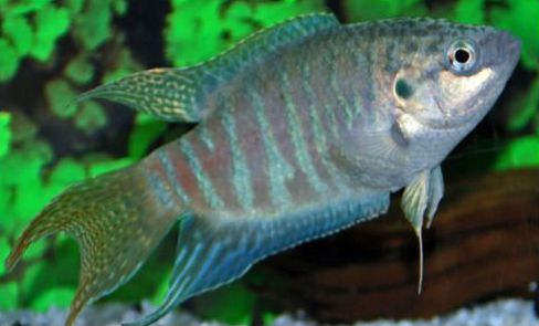 paratiisikala