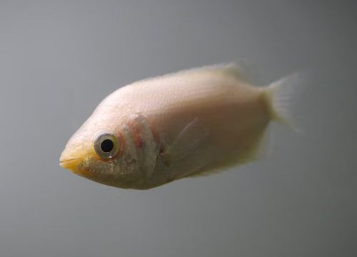 Pusukala Helostoma