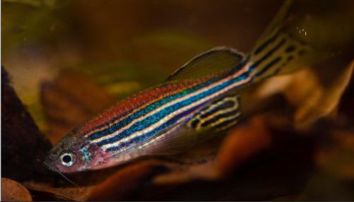 seeprakala