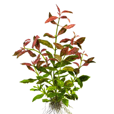 'Rosanervig'