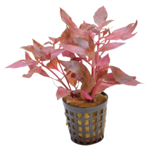 Alternanthera cardinalis