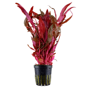 Alternanthera reineckii