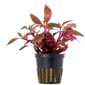 Alternanthera rosanervig