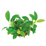 Anubias Bonsai