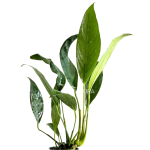 Anubias afzelii