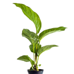 Anubias heterophylla
