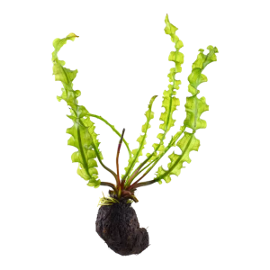 Aponogeton longiplumulosus