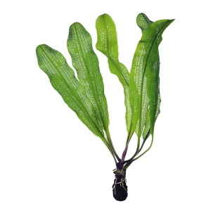 Aponogeton madagascariensis