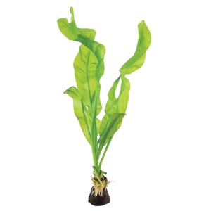 Aponogeton ulvaceus