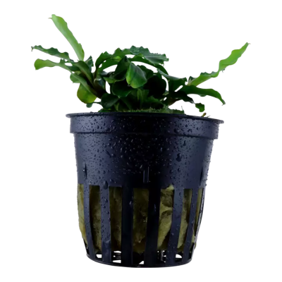 Bucephalandra pygmaea 'Bukit Kelam