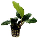 Caladiifolia