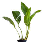 Congensis anubias