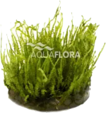 Creeping moss sammal