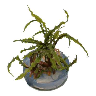 Cryptocoryne crispatula 