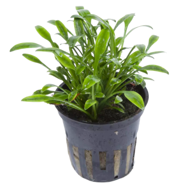 Cryptocoryne parva