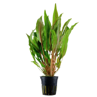 Cryptocoryne undulata