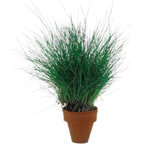 Eleocharis acicularis