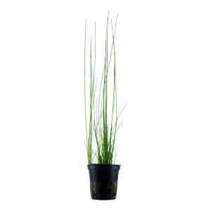 Eleocharis montevidensis