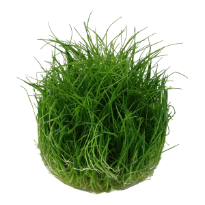 Eleocharis pusilla 'Mini'