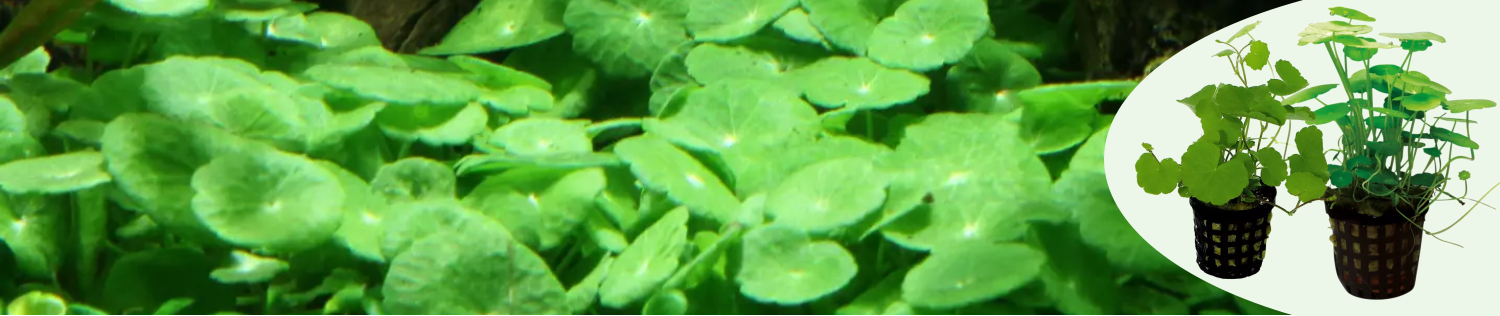 Hydrocotyle kasvien bannerikuva