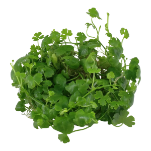Hydrocotyle tripartita 'Japan'