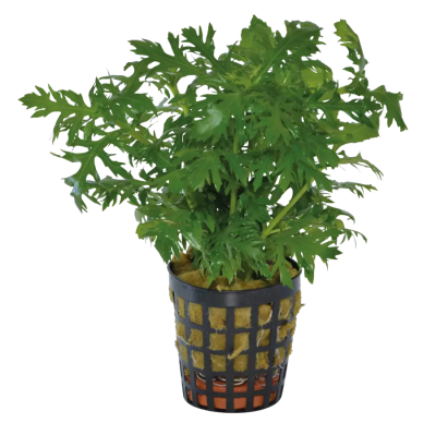 Hygrophila difformis