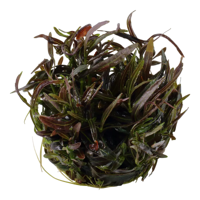  Hygrophila lancea