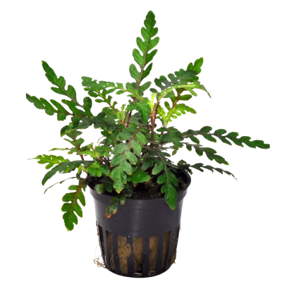 Hygrophila pinnatifida