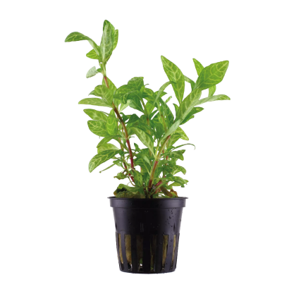Hygrophila polysperma